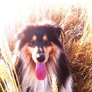 Rough Collie