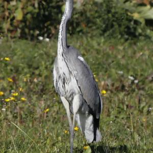 Grey Heron