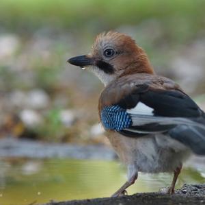 Eurasian Jay