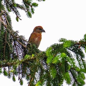 Red Crossbill