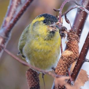 Eurasian Siskin