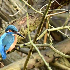 Common Kingfisher