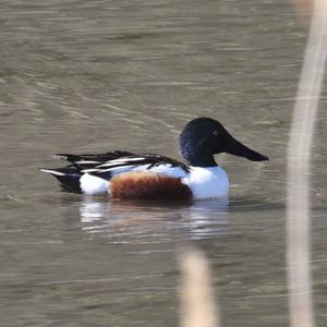 Northern Shoveler