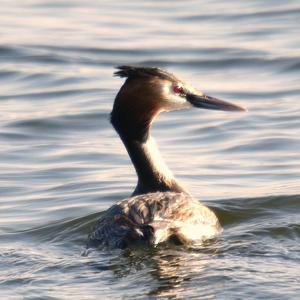 Great Crested Grebe