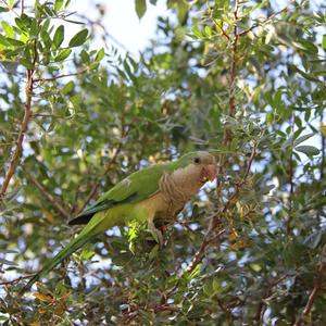 Monk Parakeet