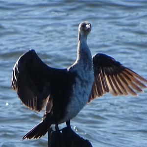 Great Cormorant