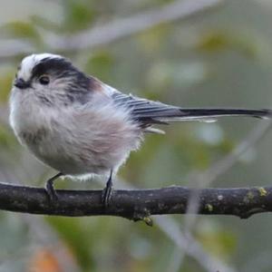 Long-tailed Tit