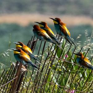 European Bee-eater