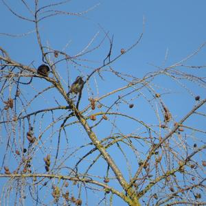 Common Starling