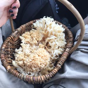 Eastern Cauliflower Mushroom