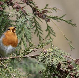 European Robin