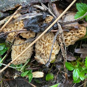 Yellow Morel