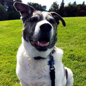 Karelian Bear Dog