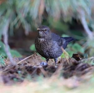 Eurasian Blackbird