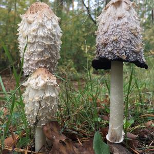 Shaggy Mane