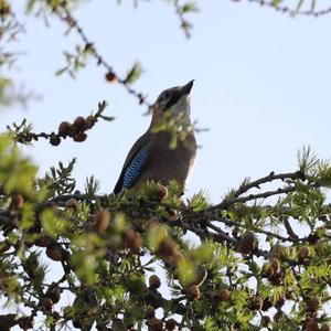 Eurasian Jay