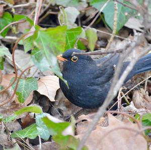 Eurasian Blackbird