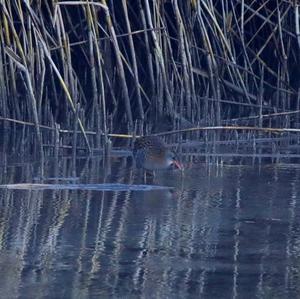 Water Rail