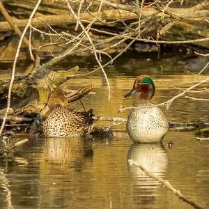 Common Teal