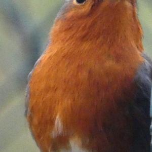 European Robin