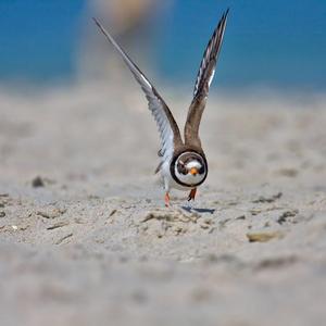 Common Ringed Plover