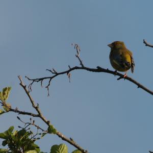 European Greenfinch