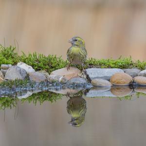 Eurasian Siskin