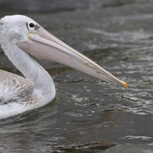 Pink-backed Pelican