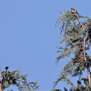 European Goldfinch