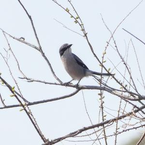 Great Grey Shrike