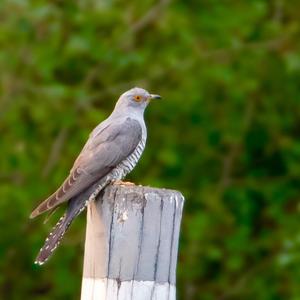 Common Cuckoo