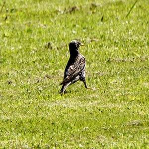 Common Starling