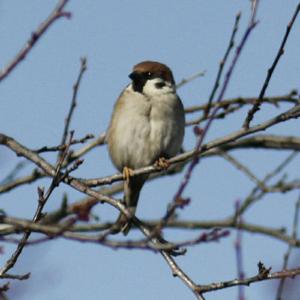 Eurasian Tree Sparrow