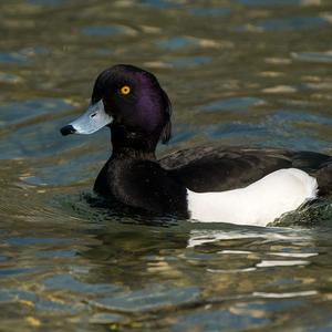 Tufted Duck