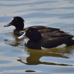 Tufted Duck