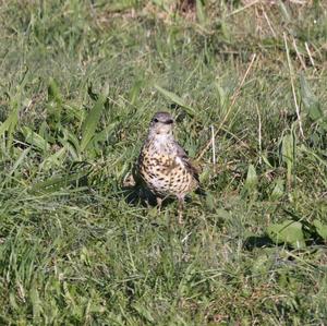 Mistle Thrush