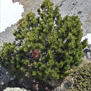 Black Pine (European)