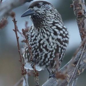 Spotted Nutcracker