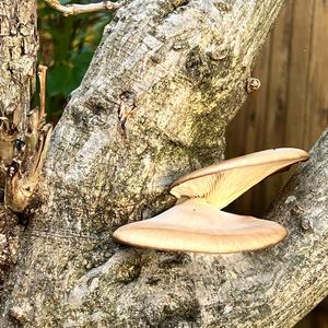 Oyster Mushroom