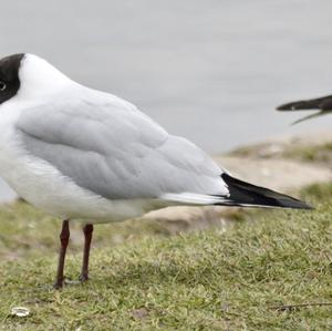 Black-headed Gull