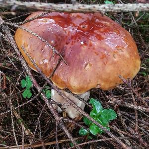 King Bolete