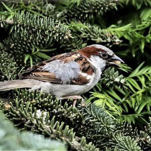 House Sparrow