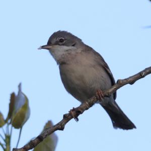 Common Whitethroat