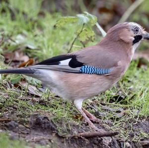 Eurasian Jay