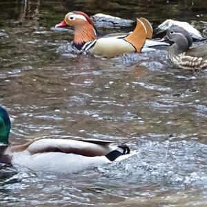 Mandarin Duck