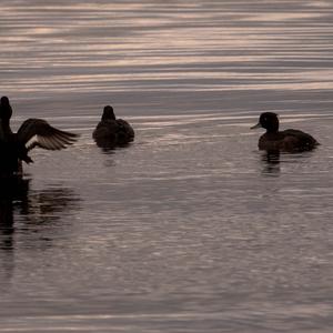 Tufted Duck