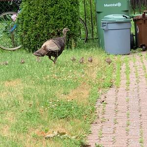 Wild Turkey