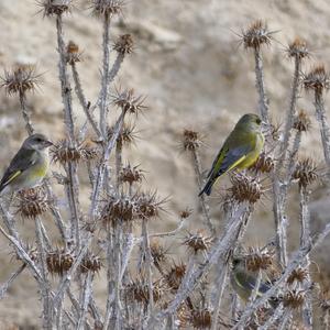 European Greenfinch