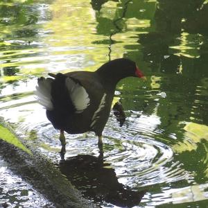 Common Moorhen