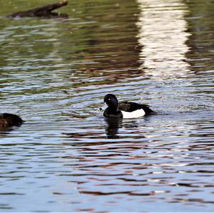 Tufted Duck